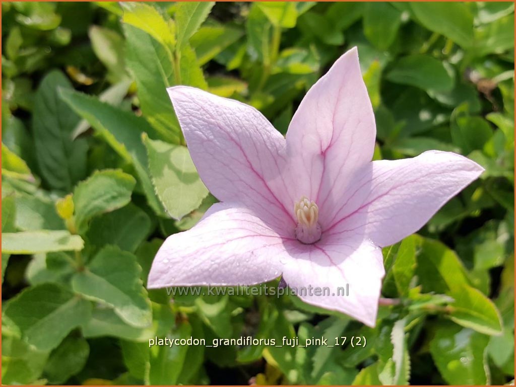 Platycodon grandiflorus ‚Fuji Pink‘