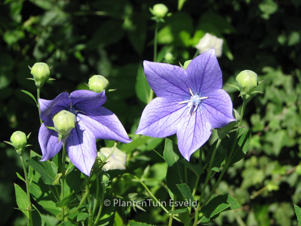 Platycodon grandiflorus ‚Mariesii‘
