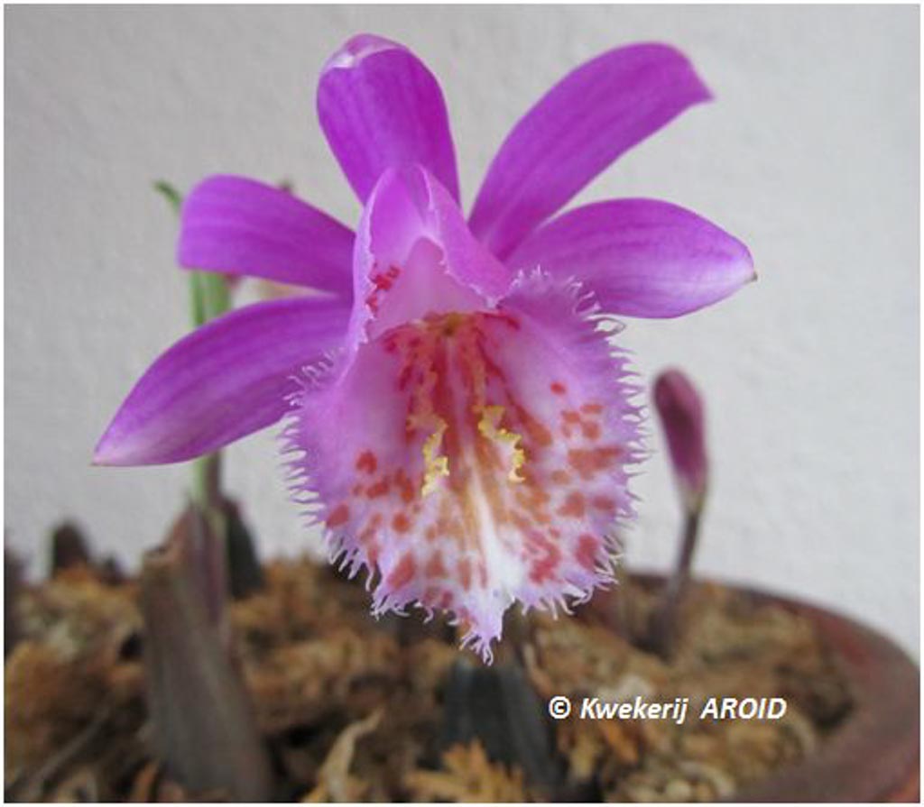 Pleione ‚Tongariro‘