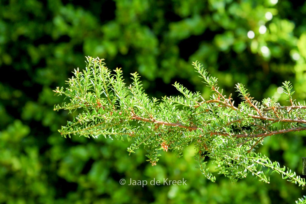 Podocarpus ‚Blaze‘