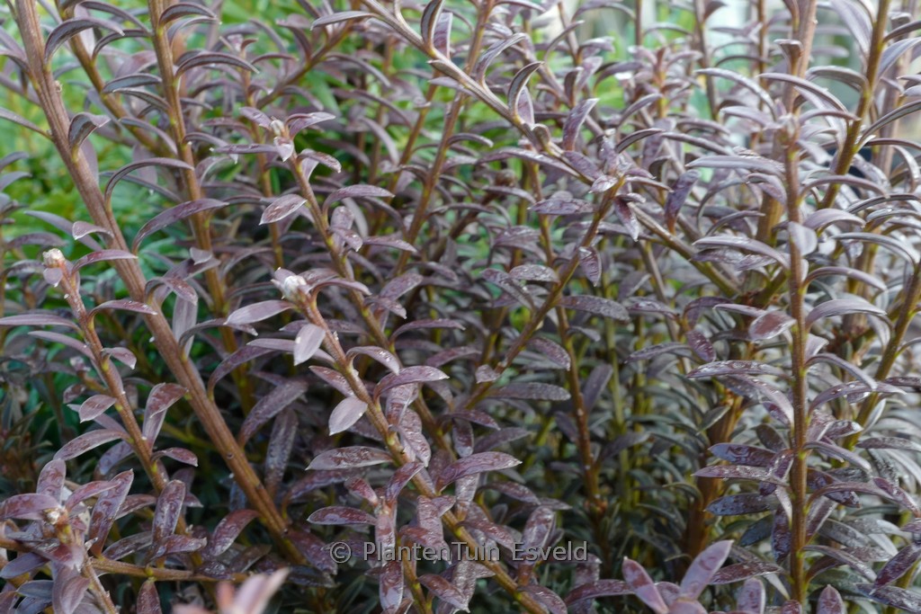 Podocarpus ‚Chocolate Box‘