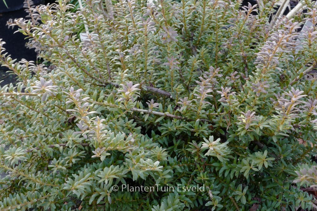 Podocarpus ‚Havering‘