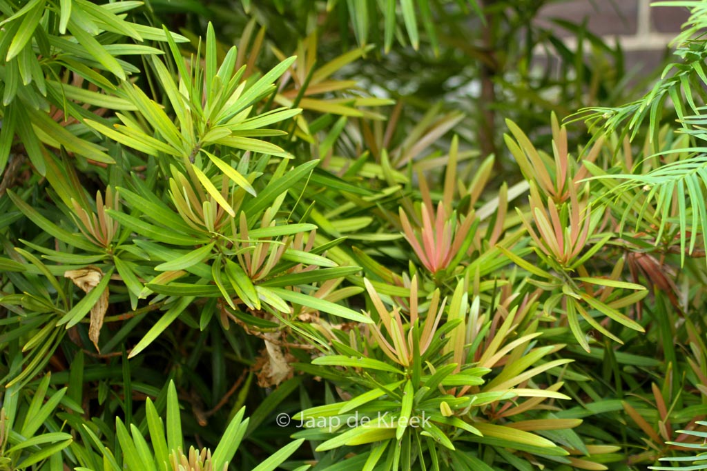 Podocarpus macrophyllus