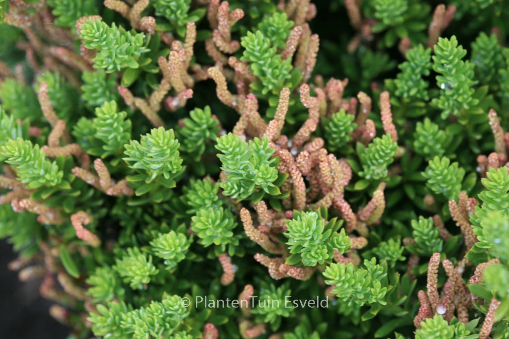 Podocarpus spinulosus