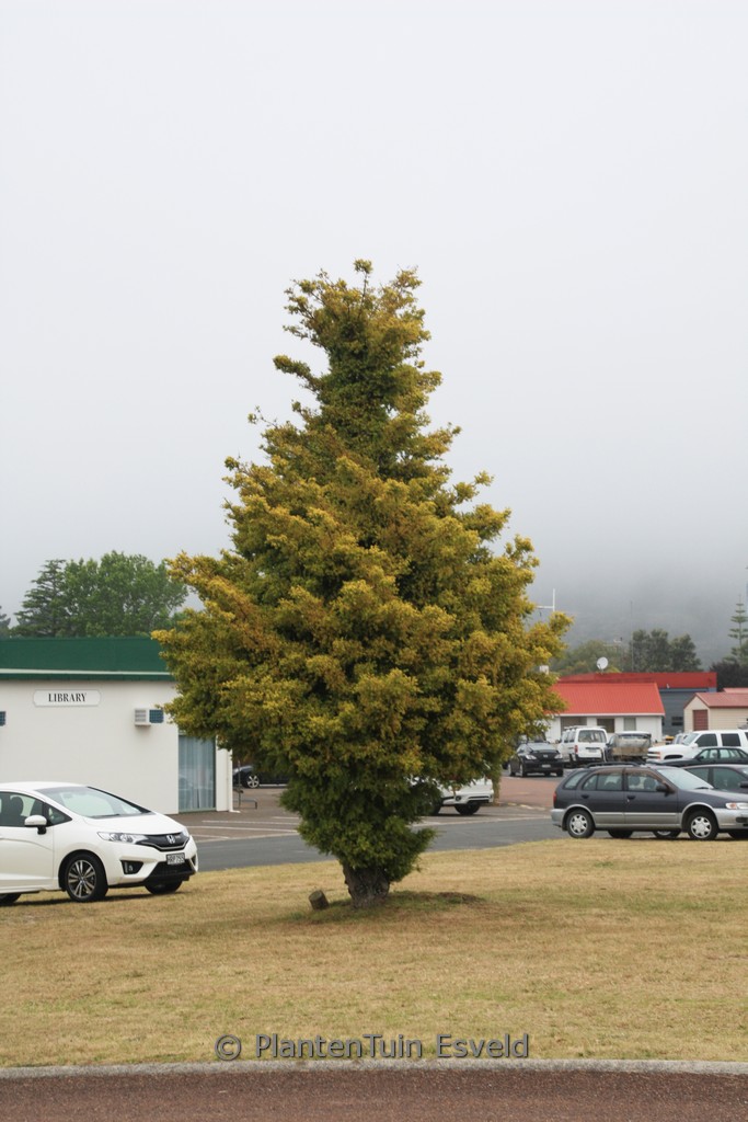 Podocarpus totara ‚Aureus‘
