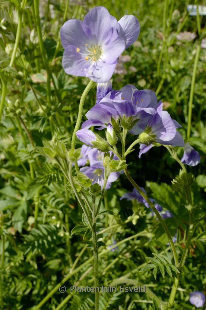 Polemonium caeruleaum ‚Northern Lights‘