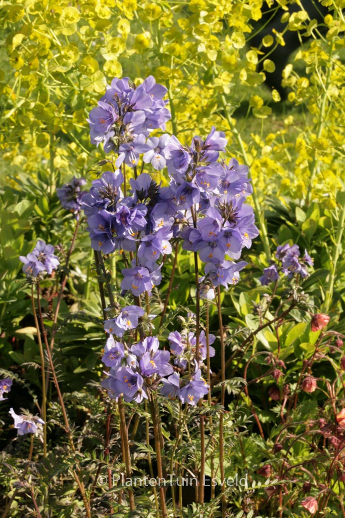 Polemonium yezoense ‚Purple Rain‘