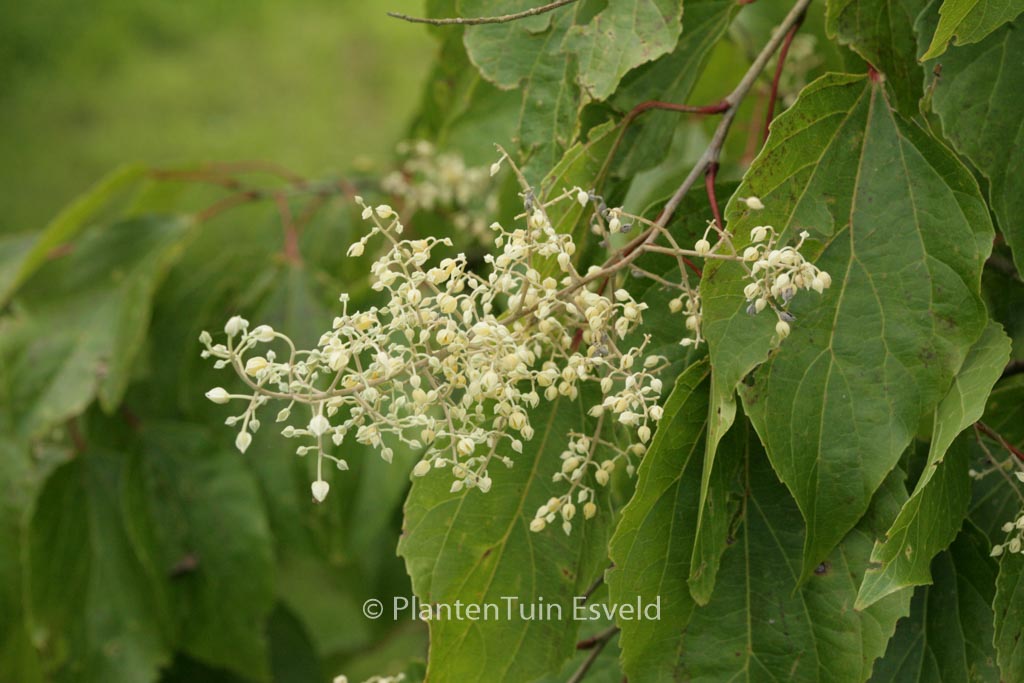 Poliothyrsis sinensis
