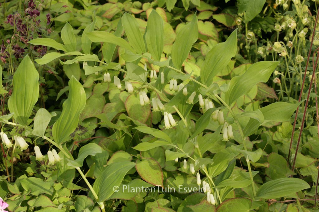 Polygonatum biflorum