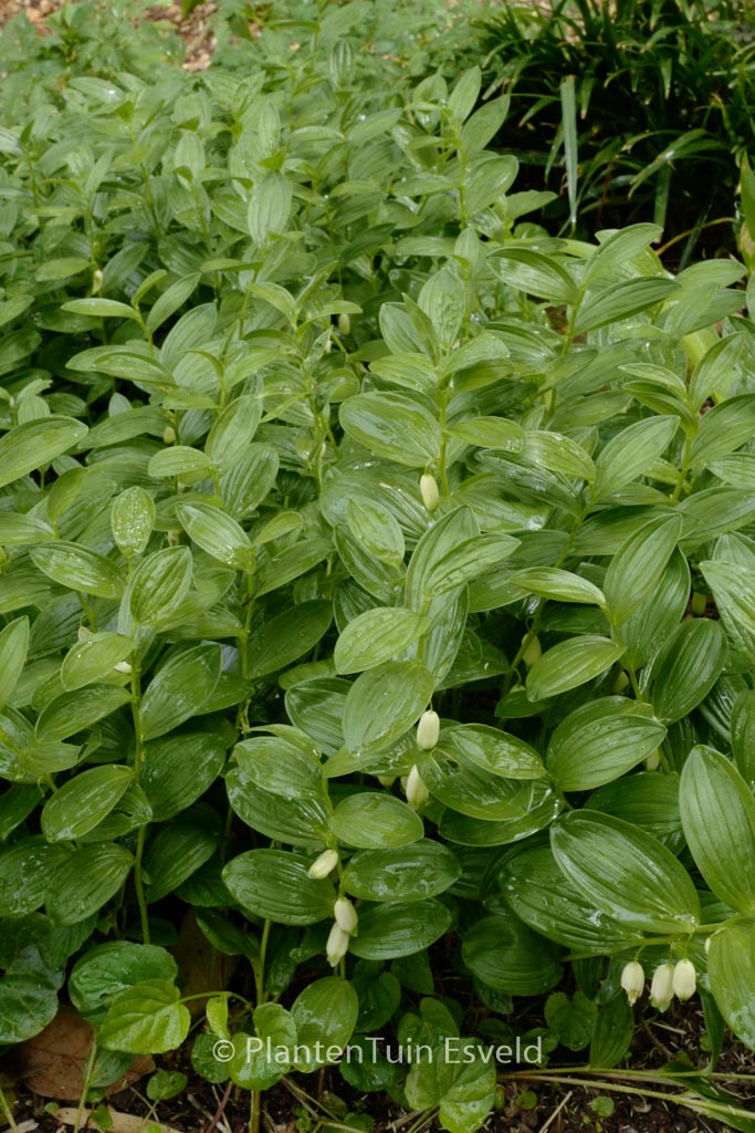 Polygonatum humile