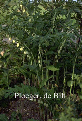 Polygonatum hybridum ‚Weihenstephan‘