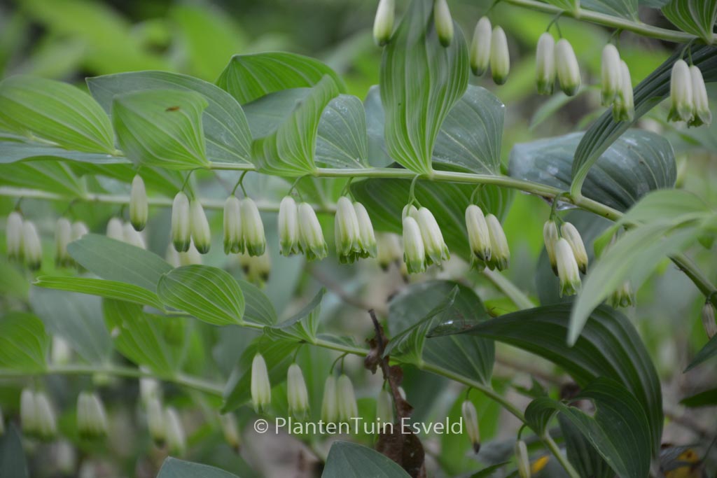 Polygonatum multiflorum