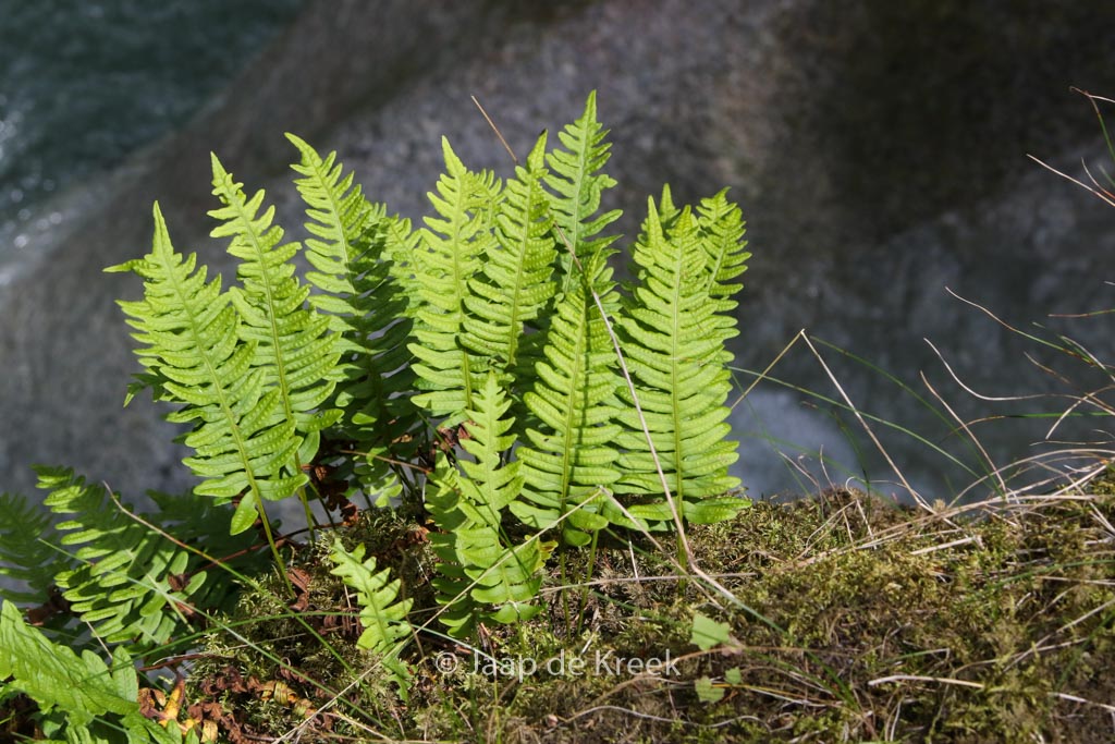 Polypodium vulgare
