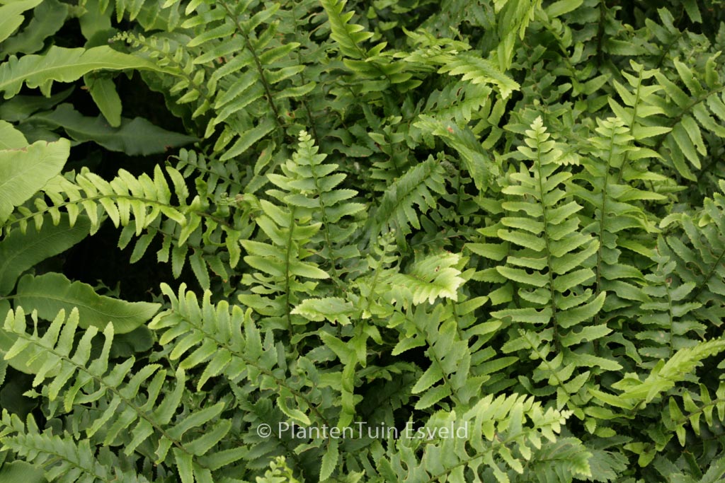 Polystichum munitum