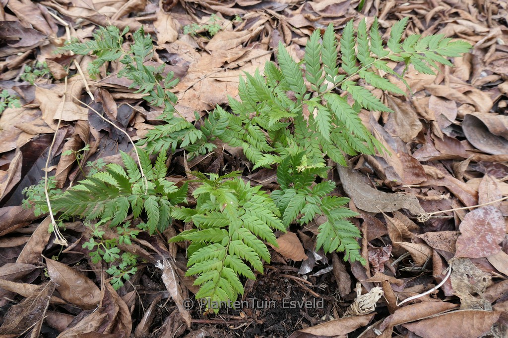 Polystichum rigens