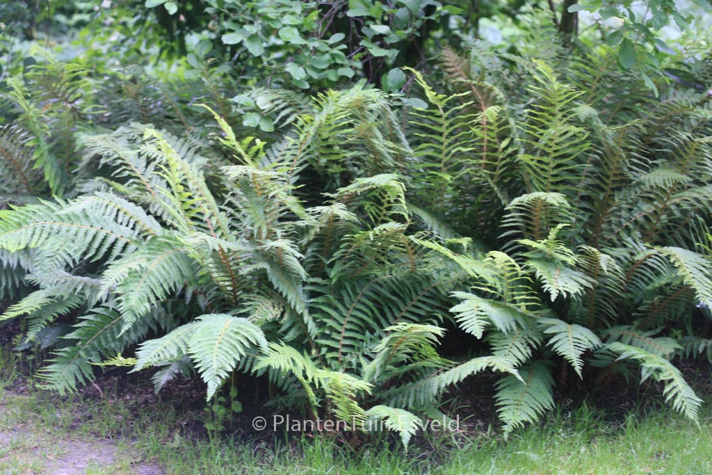 Polystichum setiferum ‚Dahlem‘