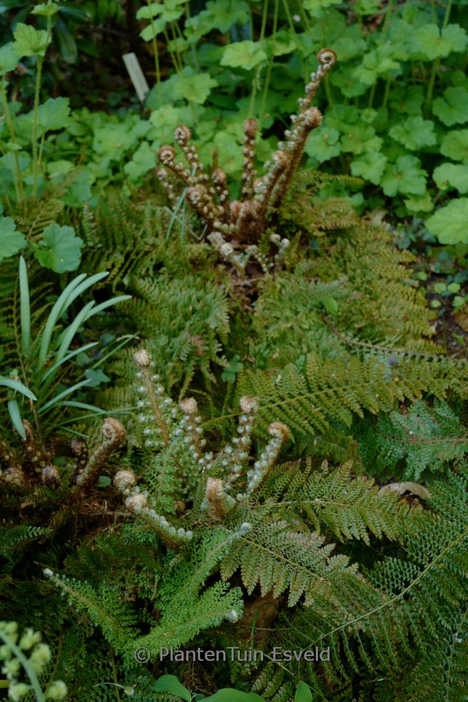 Polystichum setiferum ‚Plumoso-densum‘