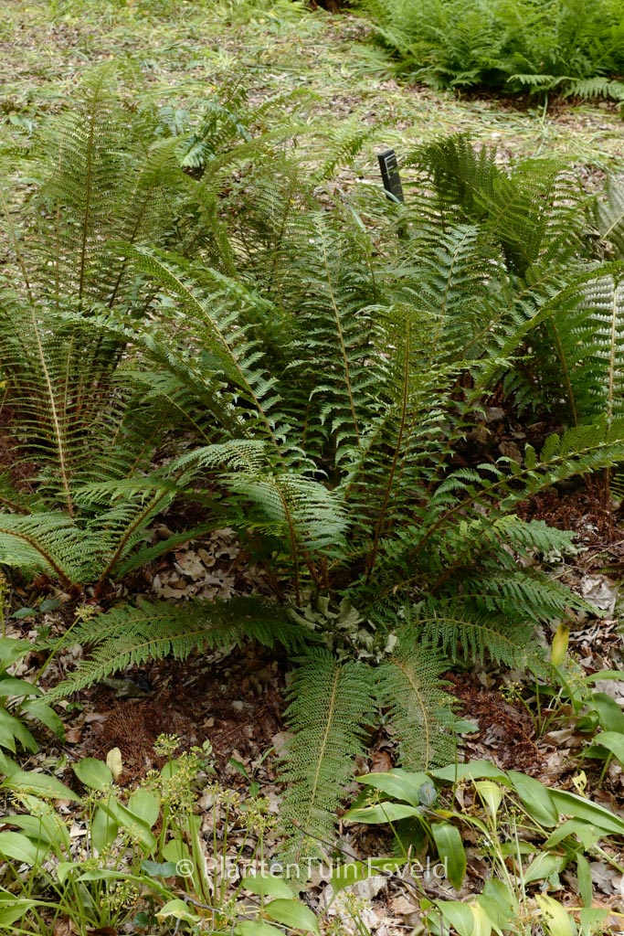 Polystichum setiferum ‚Proliferum‘