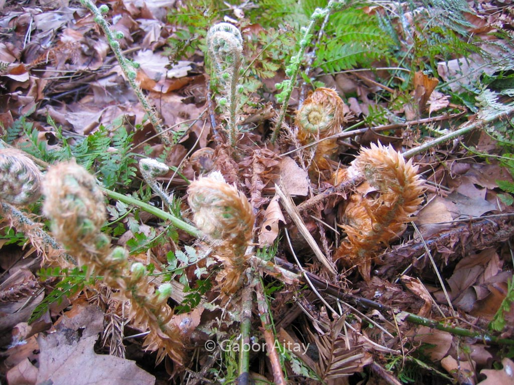 Polystichum tsus-simense