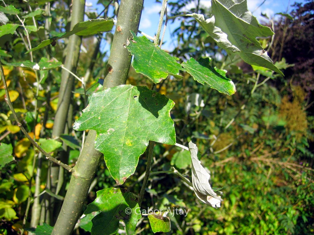 Populus alba ‚Raket‘