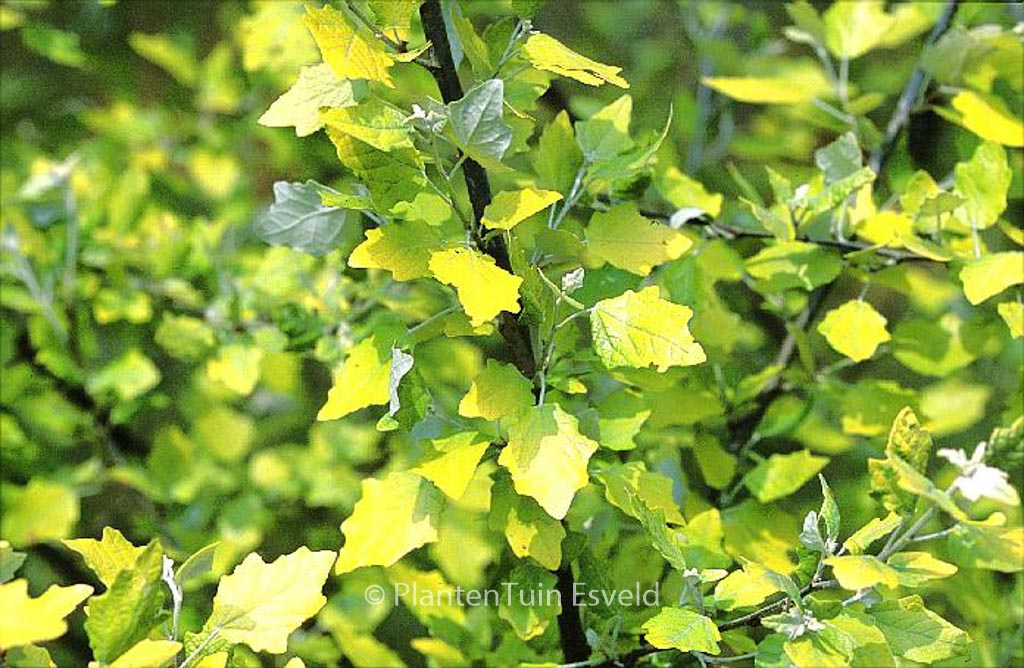 Populus alba ‚Richardii‘