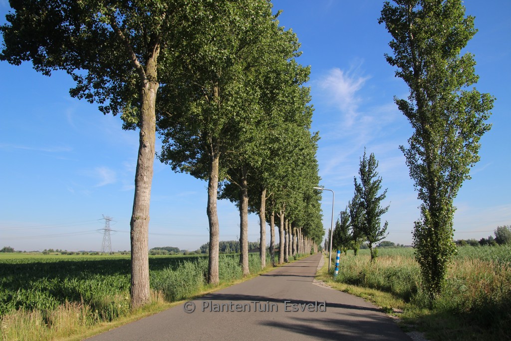 Populus canadensis ‚Robusta‘