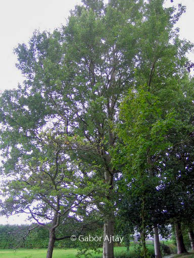 Populus canescens ‚Witte van Haamstede‘