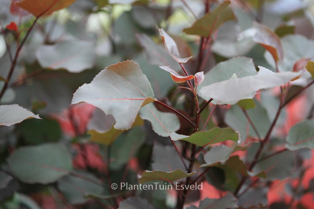 Populus deltoides ‚Purple Tower‘