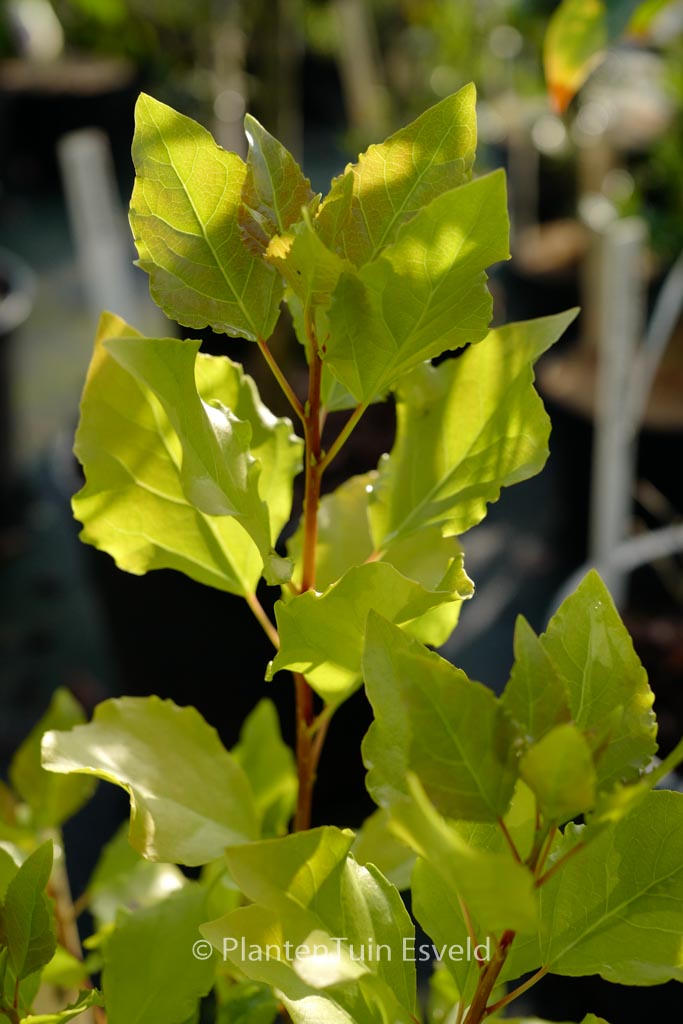 Populus nigra ‚Lombardy Gold‘