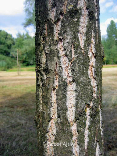 Populus nigra ‚Vereecken‘