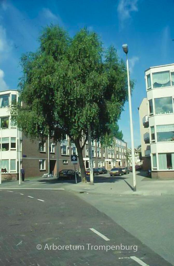 Populus simonii ‚Fastigiata‘