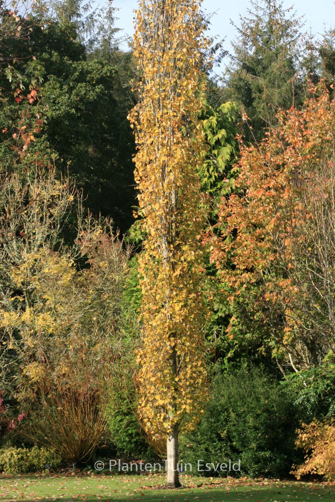Populus tremula ‚Erecta‘