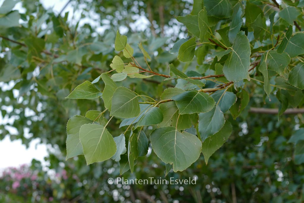 Populus tremula
