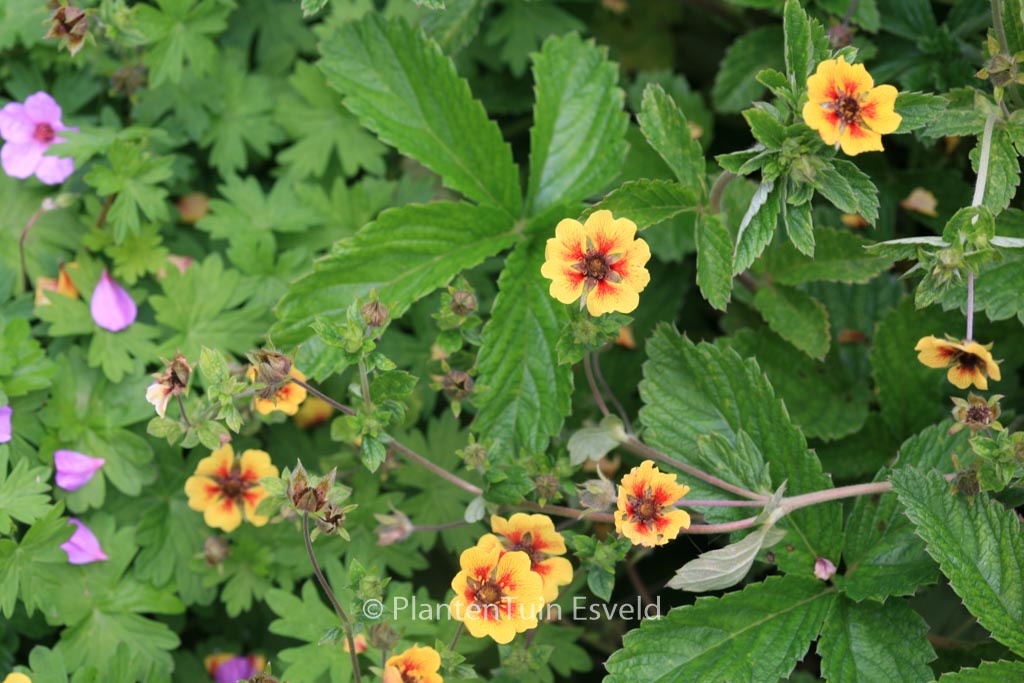 Potentilla ‚Esta Ann‘