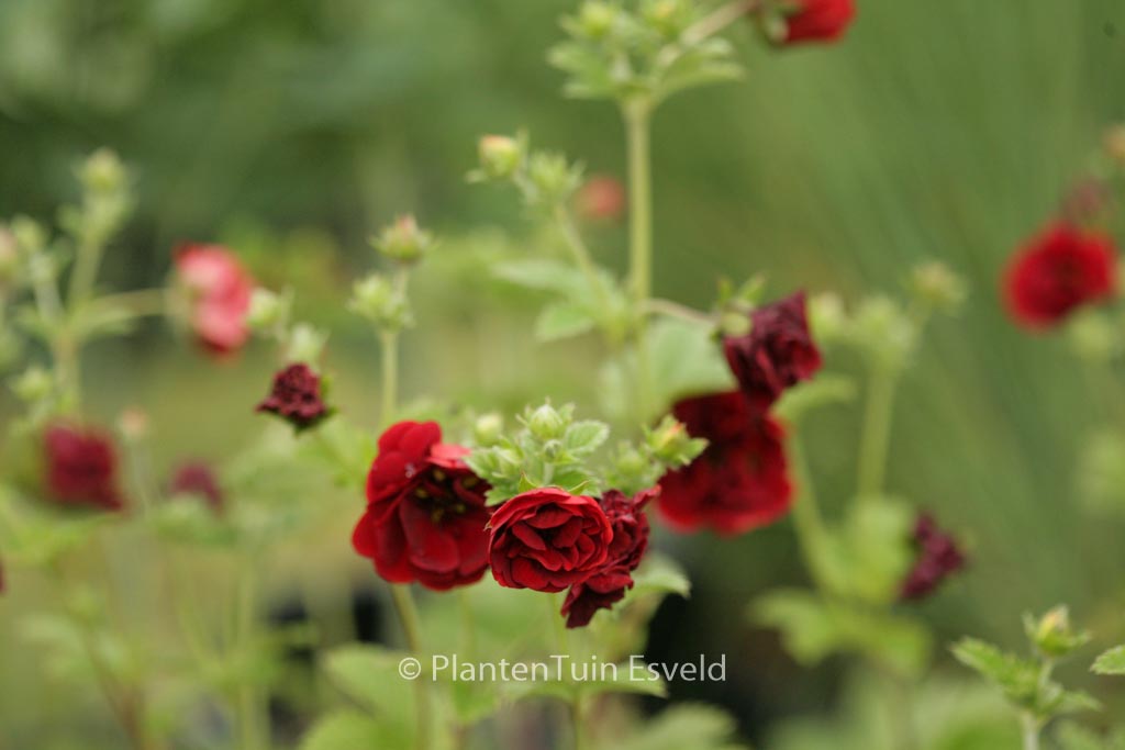 Potentilla ‚Flamboyant‘
