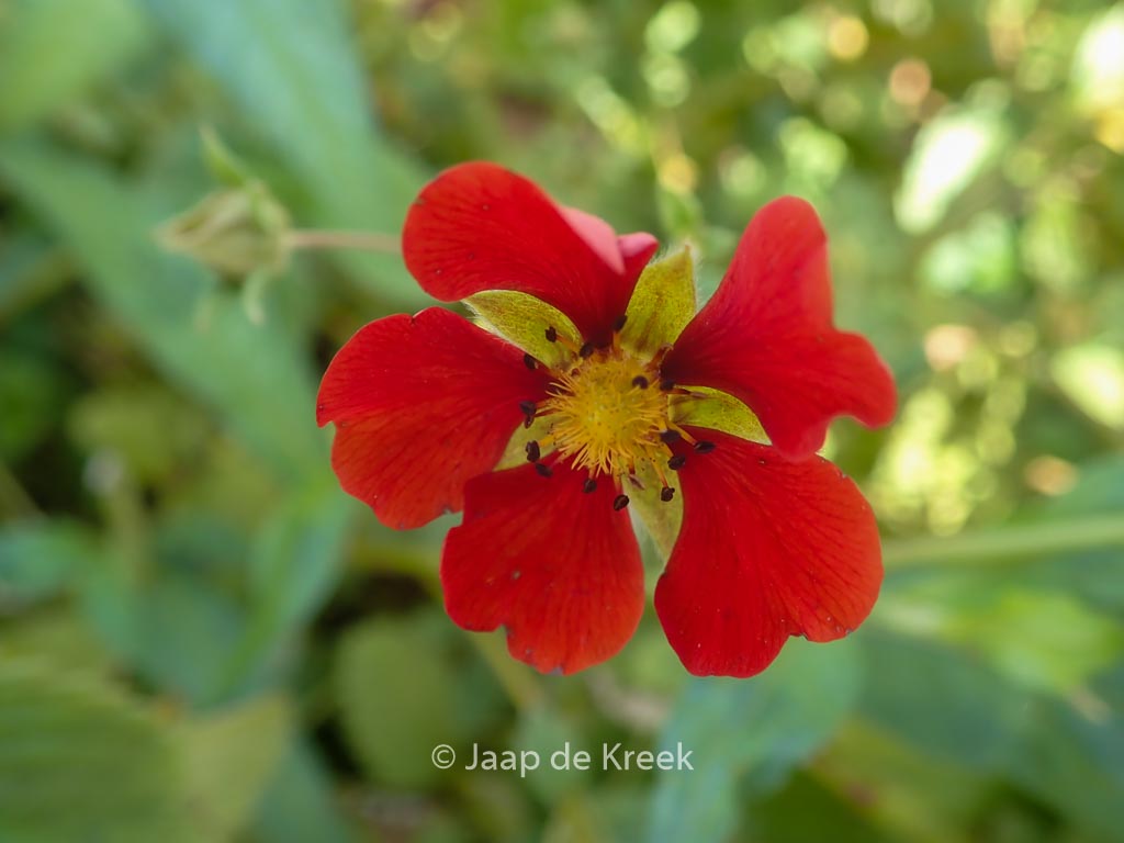 Potentilla ‚Flamenco‘