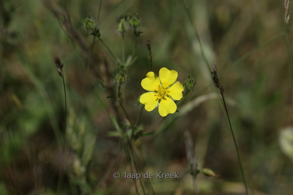 Potentilla argentea
