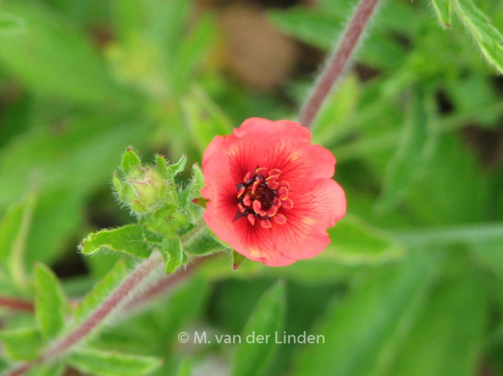 Potentilla atrosanguinea