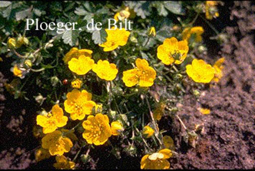 Potentilla crantzii ‚Goldrausch‘