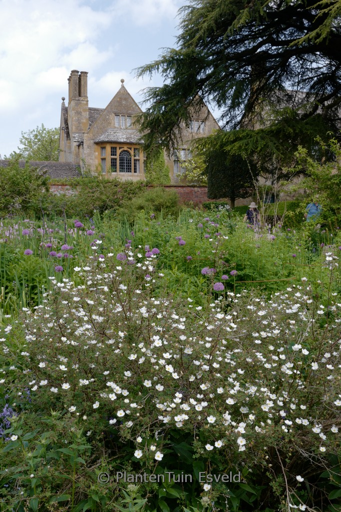 Potentilla fruticosa ‚Abbotswood‘