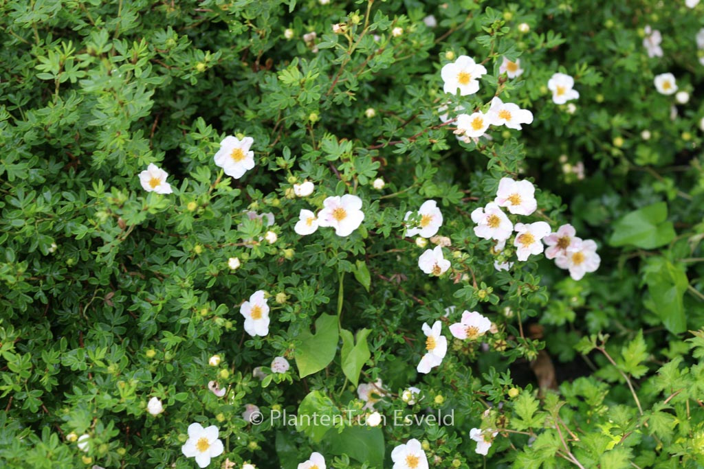 Potentilla fruticosa ‚Blink‘ (PRINCESS)