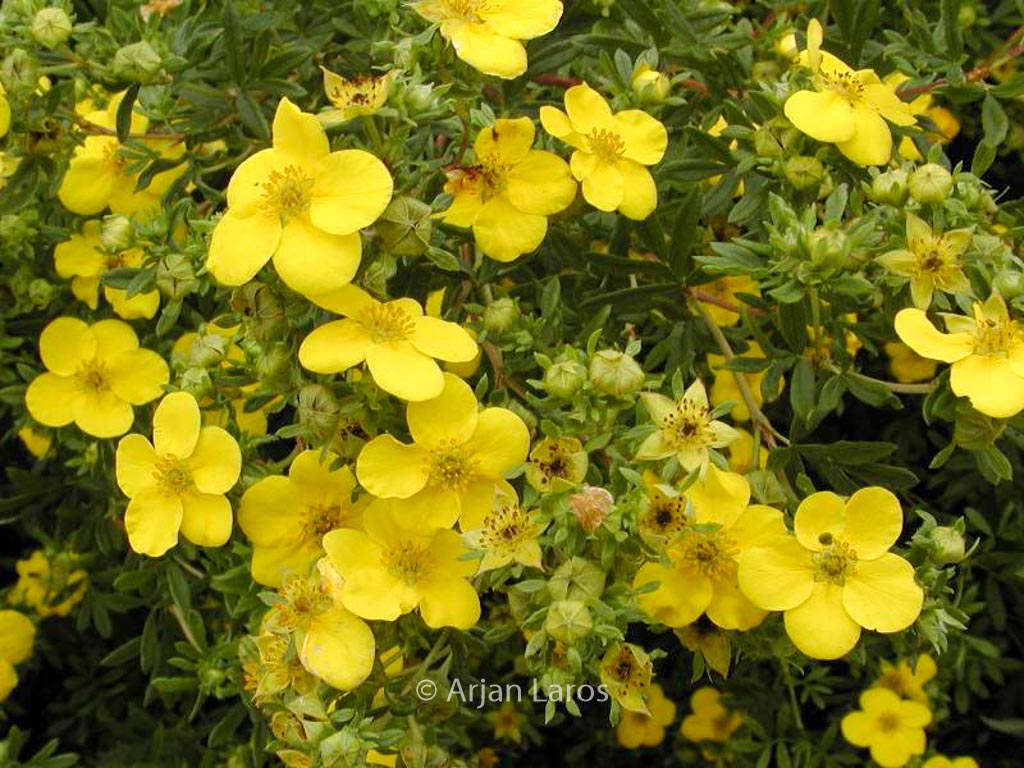 Potentilla fruticosa ‚Goldfinger‘