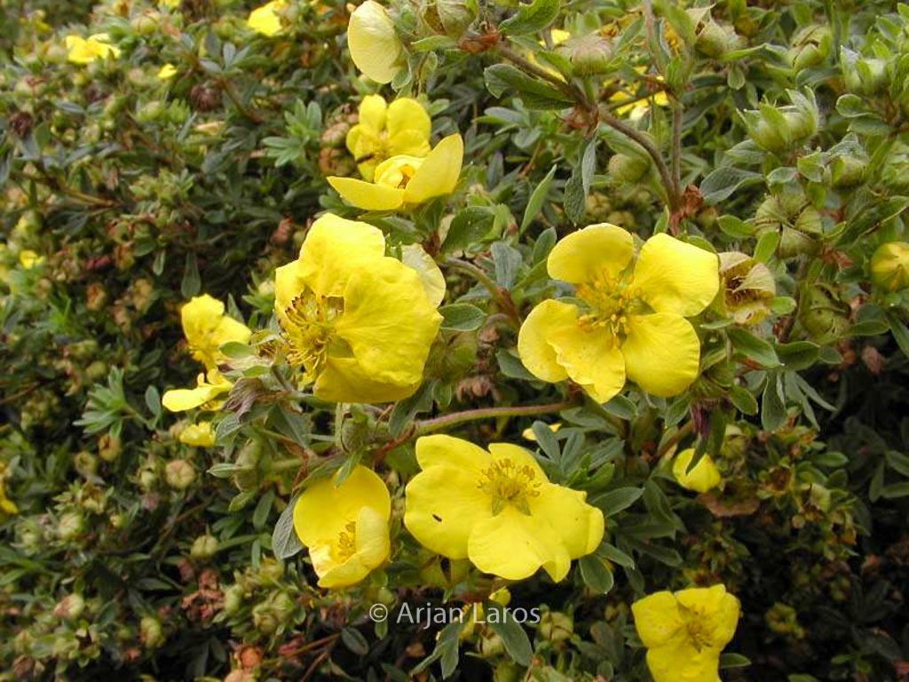 Potentilla fruticosa ‚Goldstar‘