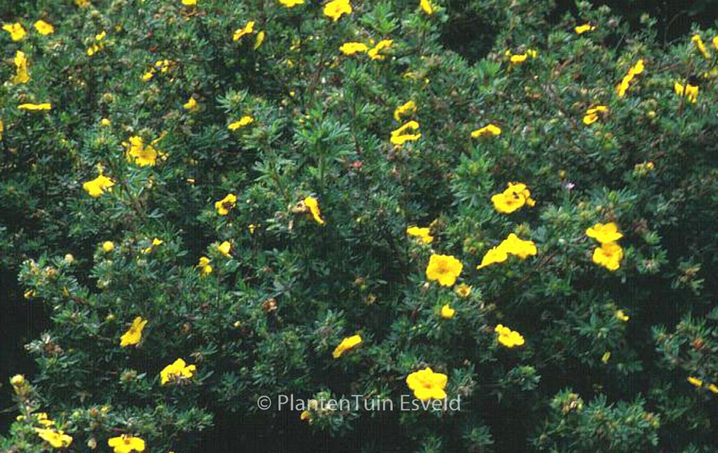 Potentilla fruticosa ‚Goldteppich‘