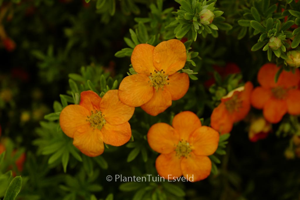 Potentilla fruticosa ‚Hachdon‘ (BELLA SOL)