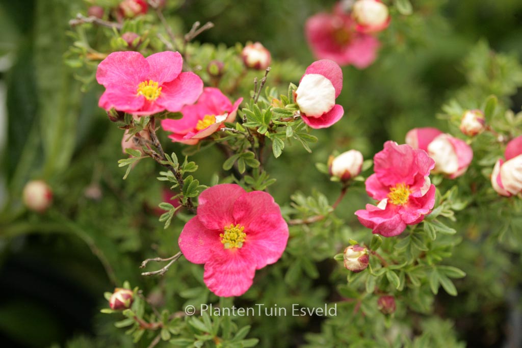 Potentilla fruticosa ‚Hachliss‘ (BELLISSIMA)