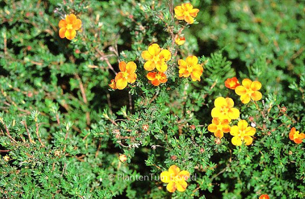 Potentilla fruticosa ‚Hopley’s Orange‘
