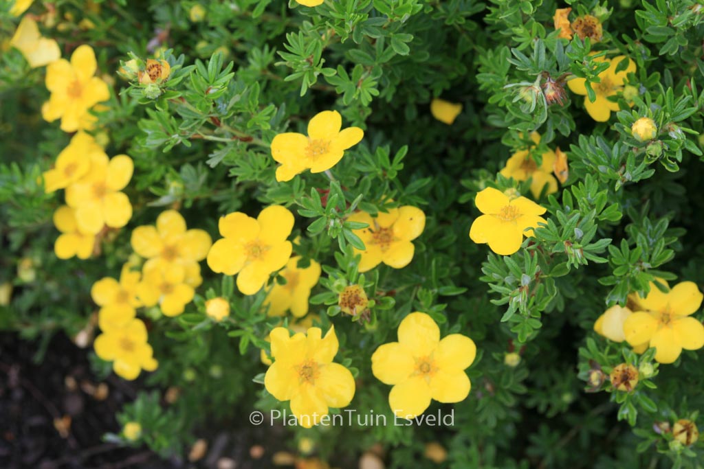 Potentilla fruticosa ‚Klondike‘