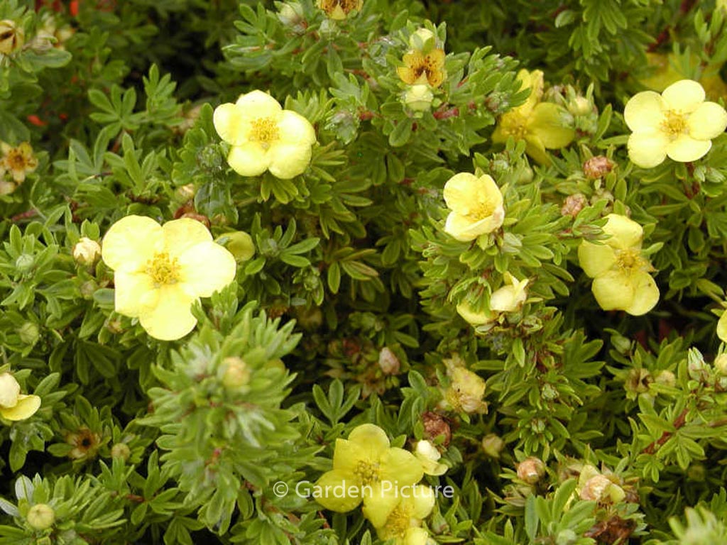 Potentilla fruticosa ‚Kobold‘