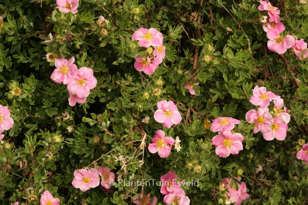 Potentilla fruticosa ‚Kupinpa‘ (PINK PARADISE)